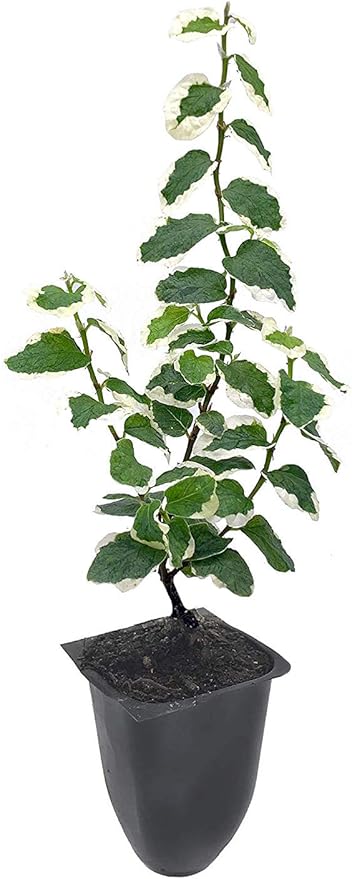 Variegated Creeping Fig Vine - Ficus Pumila Variegata - 10 Live Fully Rooted 2 Inch Plants - Climbing Ivy