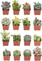 Shop Succulents Unique Succulent Plant Pack Bulk Collection - Live Mini Succulent Plants, Low Maintenance, Exceptional Colors & Textures - Wedding and Party Favors, Gift & Garden, Pack of 16