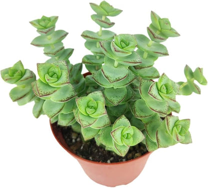 String of Buttons Crassula Perforata (4" Minimalist Pot with Saucer) - Live Healthy Unique Variegated Succulent for Home Office Decoration
