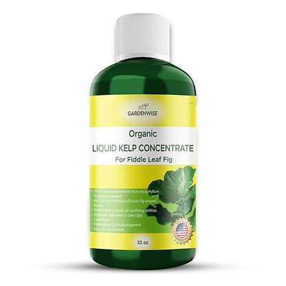 Fiddle Leaf Fig Plant Food – Liquid Seaweed Kelp Fertilizer for Plants – Made in USA (32 OZ)
