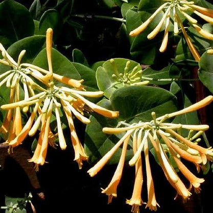 John Clayton Climbing Honeysuckle Vine - Lonicera - 2.5" Pot