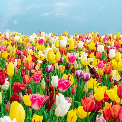 100 Mixed Tulip Flower Bulbs – Bulk Pack of Colorful Tulips for Spring Blooms – Easy Fall Planting - Plant in Gardens, Borders & Flowerbeds - Bulb Size 11/12cm - Willard & May