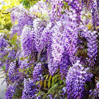 2 Purple Wisteria Trees Live Plants for Planting 6 to 12 Inch Tall, Purple Wisteria Plant Live to Grow, Wisteria Vine Live Plant for Planting, Fragrant Wisteria Flowers, in Pots