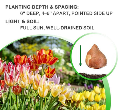 Easy Ground Cover Tulip Tarda -12 Bulbs-Mixed Colors | Red, Yellow, Orange, Pink & White Flowers – Low‑Growing Spring Bloomers for Gardens & Containers–Zones 3–8-Attracts Butterflies & Bees (12 Bulbs)