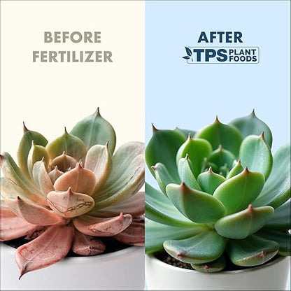 Succulent Plant Food for Succulents, Cactus, Jade and Aloe, Liquid Houseplant Fertilizer 8 oz (250mL)