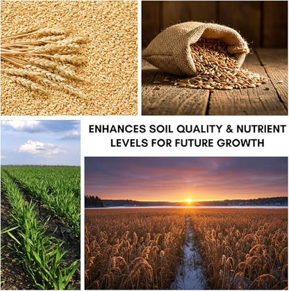 Wheat Cover Crop Seeds | Made in USA (25 Pounds)