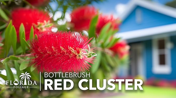 Bottlebrush Red Cluster | 3 Live 4 Inch Plants | Callistemon | Drought Tolerant Shrub, Evergreen Foliage, Vibrant Red Blooms, Low Maintenance Plant, Attracts Hummingbirds, Landscaping