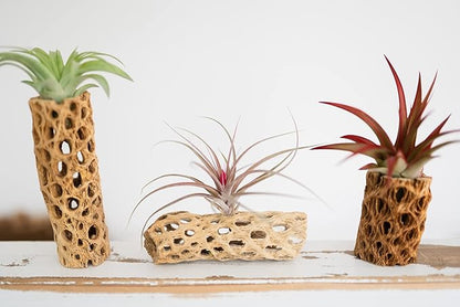 Air Plant Shop 12 Pack 3 Inch Cholla Cactus Holders with Assorted Air Plants- Wholesale and Bulk - Succulents - Live Tillandsia - Easy Care Indoor and Outdoor House Plants