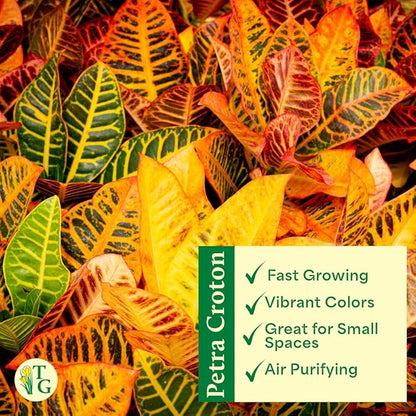Thorsen's Greenhouse Live Petra Croton Plant, Codiaeum Variegatum, Colorful Foliage, Live Indoor Houselant (Gold, 4-inch Pot)