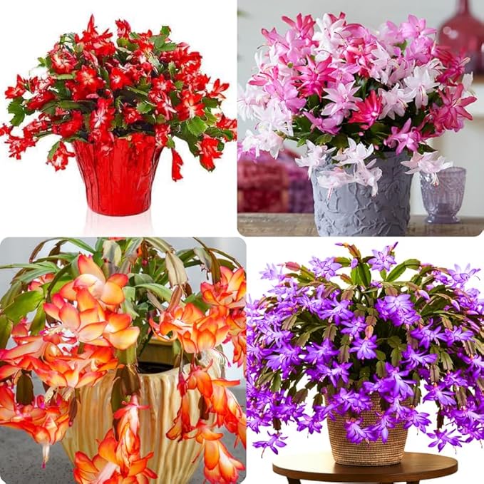2 Random Christmas Cactus Plants Live, True Thanksgiving Cactus Live Size 6-9" Inches Tall, Ready to Blooms, Holiday Houseplant, Cold Hardy, Bloom in Winter