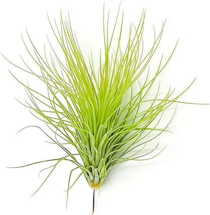 ragnaroc Air Plants - Tillandsia Andreana, Large 4-6" - 1ct - Live Arrival Gauranteed - House Plants for Home Decor & Gift