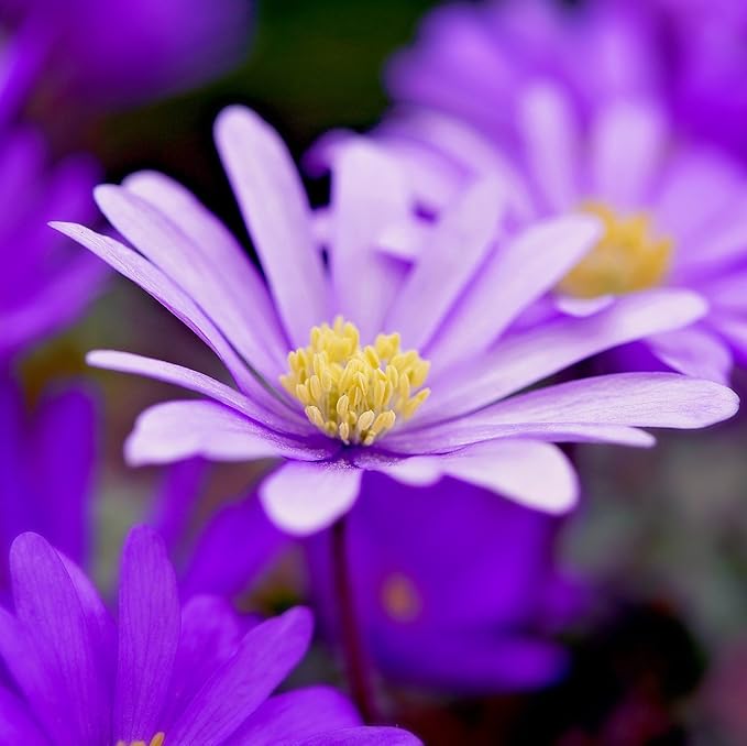 Easy to Grow Anemone Blanda Pink Shades 20 Plant Bulbs - Pink Flowers in Spring Outdoor, Full Sun