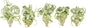 Air Plant Shop 5 Pack Tillandsia Curly Slim (T. Intermedia x T. Streptophylla) Air Plant - Succulents - Live Tillandsia - Easy Care Indoor and Outdoor House Plants