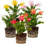 2 Live Mix Christmas Cactus Plants, Mix Christmas Cactus Plants Live, 4 to 6 Inch, Bare Root, Perennial Flower Holiday Succulent Plant, No Pot