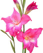 Easy to Grow Winter Hardy Gladiolus 'Charm' Plant Bulbs (10 Pack) - Bright Pink Flowering Blooms in Spring to Summer Gardens