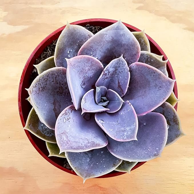 Sprout N Green Echeveria 'Perle von Nürnberg', Live Succulent Fully Rooted in 4 inch Nursery Planter Pots, House Plant for Home Office Wedding Decoration DIY Projects Party Favor