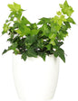 Thorsen's Greenhouse Live Green English Ivy Plant, Hedera Helix, Natural Air Purifier, Easy to Grow, Live Indoor Houseplant, 4" Diameter Pot (White)