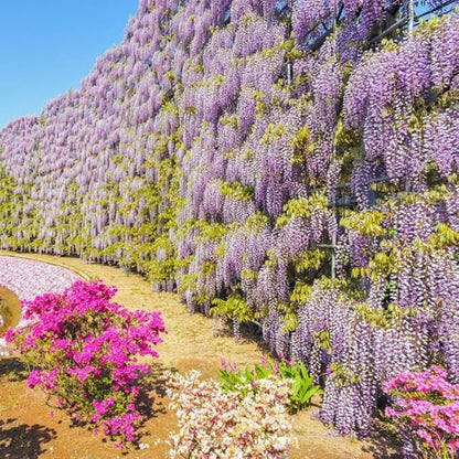 Wisteria Live Plant Seedling Tree in Pot, Dormant, Well-Rooted, 6-12" in Tall, Cold Hardy, Purple Blue Wistera
