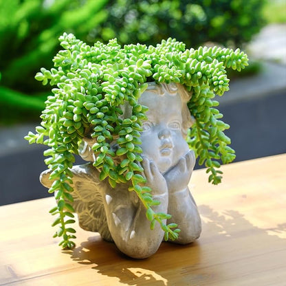 Sprout N Green Donkey's Tail, Live Sedum Morganianum-Burro's Tail, Succulent Plant Fully Rooted in 2" Pot, Real House Plant for Indoor Outdoor Home Office Wedding Decoration Party Favor