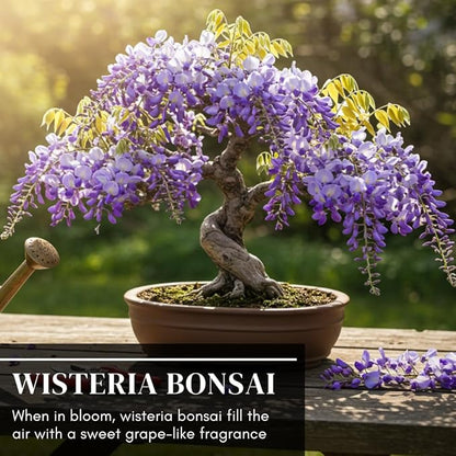 Chinese Wisteria Bonsai Tree Seedling for Planting - 1 Year Old Well Rooted Seedling - Fast-Growing Ornamental Tree with Violet-Purple Flowers and Fragrant Sweet Scent