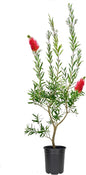 Bottlebrush Red Cluster | 3 Live 4 Inch Plants | Callistemon | Drought Tolerant Shrub, Evergreen Foliage, Vibrant Red Blooms, Low Maintenance Plant, Attracts Hummingbirds, Landscaping