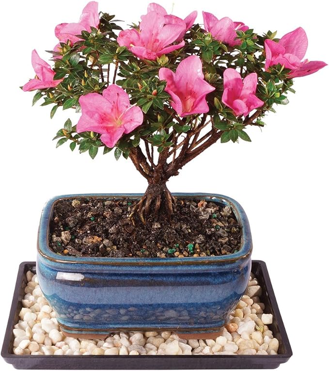 Brussel's Bonsai Live Kazan Azalea Flowering Bonsai Tree - Small, 5 Years, 6 to 8 in - Ceramic Bonsai Pot and Humidity Tray