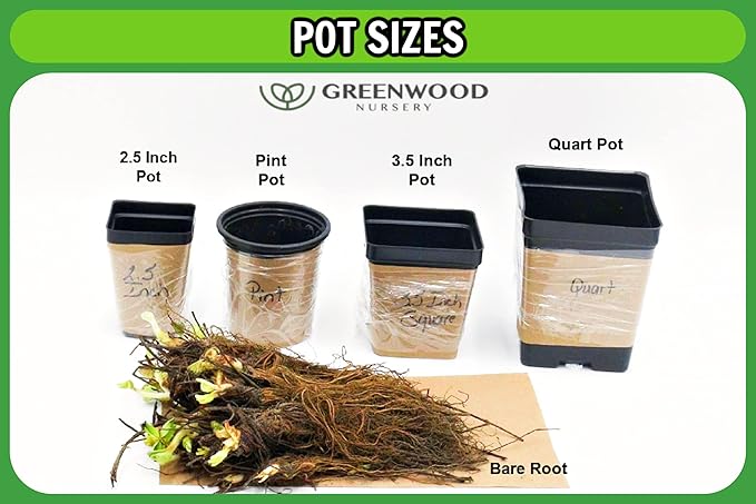 Greenwood Nursery: Live Perennial Plants - Vera Lavender + Lavandula Angustifolia - [Qty: 10x Pint Pots] - (Click for Other Available Plants/Quantities)