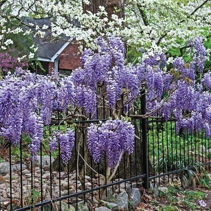 Amethyst Falls Wisteria Frutescens Vine | 3 Live Plants | Beautiful Drought Tolerant Fragrant Purple Flowering Vine