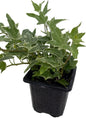 Glacier English Ivy - Hedera - 2.5" Pot Indoors