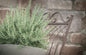 Greenwood Nursery: Live Perennial Plants - Creeping Rosemary + Rosmarinus Officinalis Prostratus - [Qty: 3X 3.5 Pots] - (Click for Other Available Plants/Quantities)