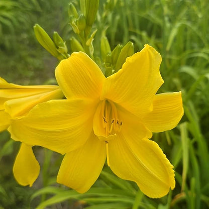 Double Charm Daylily Flower Bulbs – Double Lemon-Yellow Blooms – Easy-Grow, Drought-Tolerant Hardy Perennial for Full Sun (Zones 3–9) Fall Planting Spring Blooming
