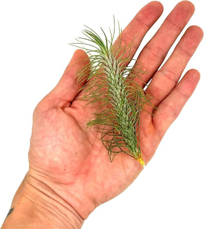 ragnaroc Air Plants - Colombian Tillandsia Funckiana, Large 5" - 2ct - Live Arrival Guaranteed - House Plants for Home Decor & Gift