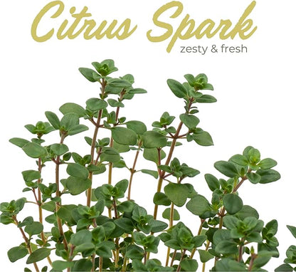 1 Live Lemon Thyme Plant (Thymus Citriodorus) – Aromatic Perennial Herb, Thriving in 4" Nursery Pot