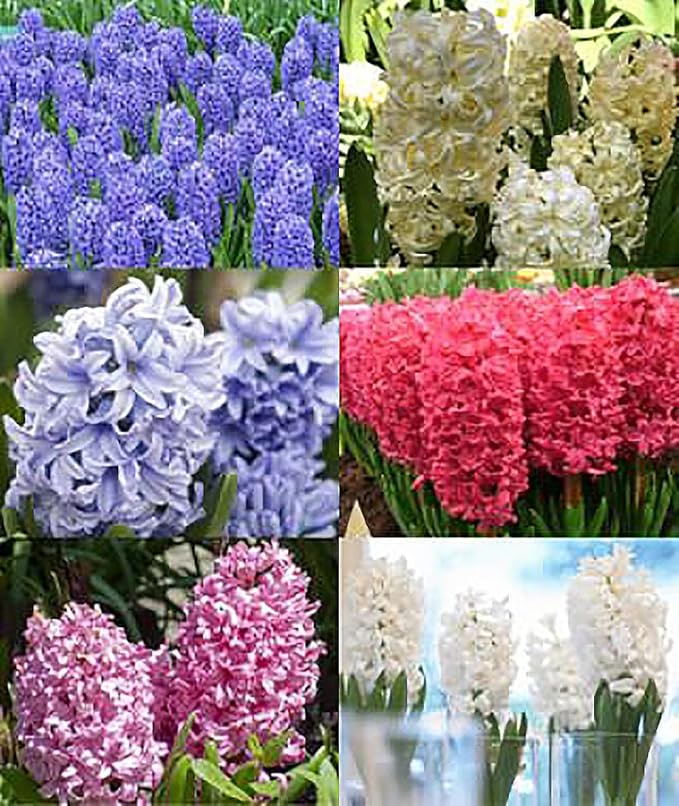 Marde Ross & Company 5 Cotton Candy Hyacinth Bulbs - Luscious Whisper Pink, 16-17 cm, Zones 4-10 (Pre-Chilling Required for Zones 8-10)