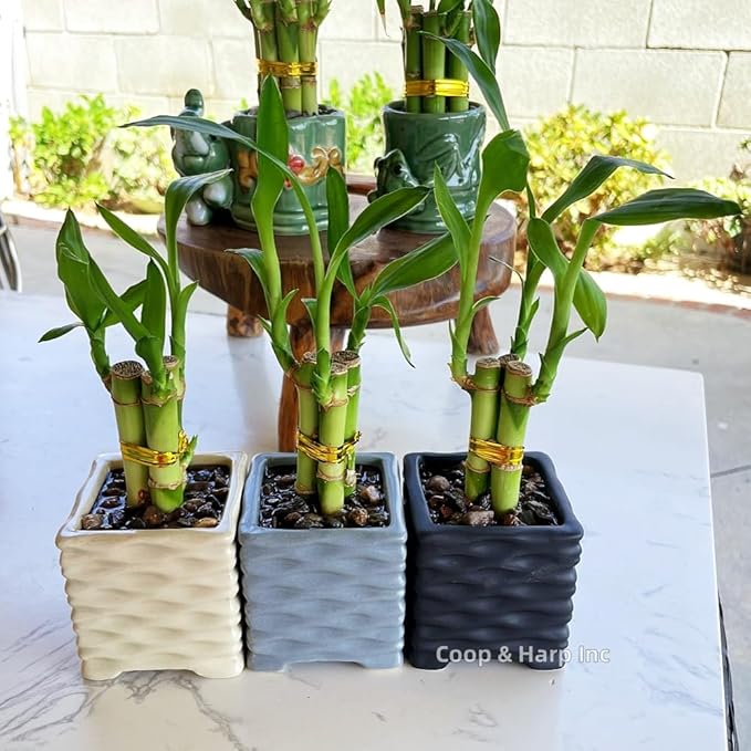Coop & Harp 3-Stalk 4" Lucky Bamboo Live Indoor Plant with Ceramic Cube Textured Vase, Live Indoor Lucky Bamboo for Home, Office and Gift (Cube Beige)