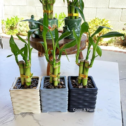 Coop & Harp 3-Stalk 4" Lucky Bamboo Live Indoor Plant with Ceramic Cube Textured Vase, Live Indoor Lucky Bamboo for Home, Office and Gift (Cube Beige)
