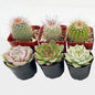Succulent Plants (6 Pack), Live Succulents Fully Rooted in 2" Grower Pots, Unique Potted House Plant for DIY, Home Decor, Wedding Party Favor (Succulent + Cactus)