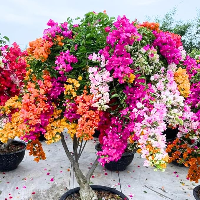2 Bougainvillea Plants Live, Trailing Flowering Vines, 5-9” Tall, Well-Rooted Bougainvillea Trees for Outdoor Garden or Patio (Mix Bougainvillea)