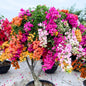 2 Bougainvillea Plants Live, Trailing Flowering Vines, 5-9” Tall, Well-Rooted Bougainvillea Trees for Outdoor Garden or Patio (Mix Bougainvillea)