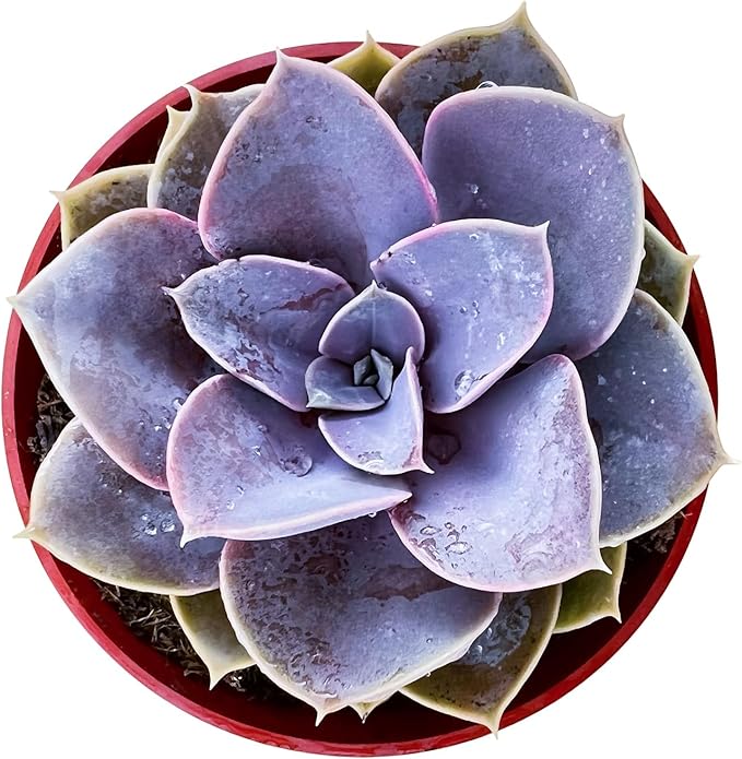 Sprout N Green Echeveria 'Perle von Nürnberg', Live Succulent Fully Rooted in 4 inch Nursery Planter Pots, House Plant for Home Office Wedding Decoration DIY Projects Party Favor