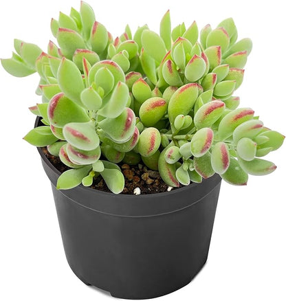 4" Cotyledon Pendens, Live Succulent Fully Rooted in Pots with Soil Mix, Rare House Plant for Home Office Wedding Indoor Outdoor Decoration, DIY Projects, Party Favor