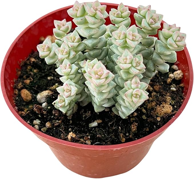 Sprout N Green Crassula 'Tom Thumb' Variegated, Live Succulent Fully Rooted in 4" Pot, Rare House Plant for Home Indoor Holiday Wedding Garden Decor, DIY Projects, Party Favor