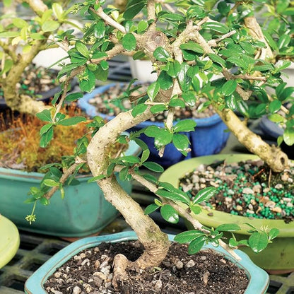 Brussel's Bonsai Live Fukien Tea Bonsai Tree - Small, 6 Year, 6 to 8 inches Tall - Indoor Bonsai Tree Live with Ceramic Bonsai Pot