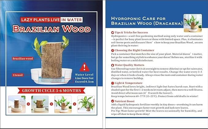 Brazilian Lucky Wood Plant, Brazilian Wood with Energy Crystals, Low-Light Office, Bedroom Decor, Home Good Luck Decor (2 Yellow)