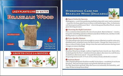 Brazilian Lucky Wood Plant, Brazilian Wood with Energy Crystals, Low-Light Office, Bedroom Decor, Home Good Luck Decor (2 Yellow)