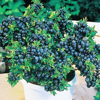 Top Hat Blueberry Plant Live for Planting, 4-8 Inch Tall Starter Plant, Hardy Blueberry Bush for Garden or Patio