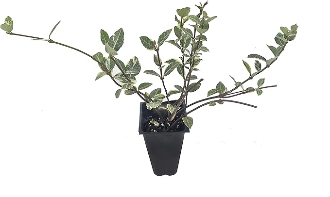 Variegated Asiatic Jasmine | 10 Live Plants | Trachelospermum Asiaticum | Fast Growing Ground Cover, Evergreen Foliage, Low Maintenance Vine, Landscaping Shrub, Drought Tolerant Plant