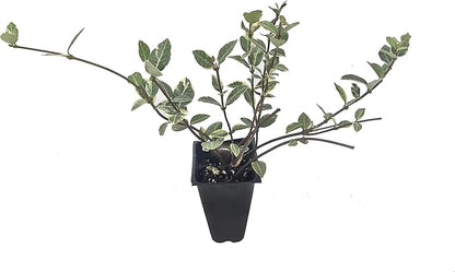 Variegated Asiatic Jasmine | 10 Live Plants | Trachelospermum Asiaticum | Fast Growing Ground Cover, Evergreen Foliage, Low Maintenance Vine, Landscaping Shrub, Drought Tolerant Plant