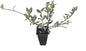 Variegated Asiatic Jasmine | 10 Live Plants | Trachelospermum Asiaticum | Fast Growing Ground Cover, Evergreen Foliage, Low Maintenance Vine, Landscaping Shrub, Drought Tolerant Plant
