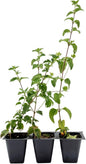 3 Lavender Lantana in 2.5” Nursery Cubes (Lantana montevidensis) | Trailing Live Evergreen Shrub for Containers & Landscapes | Ready-to-Plant Live Starter Plants